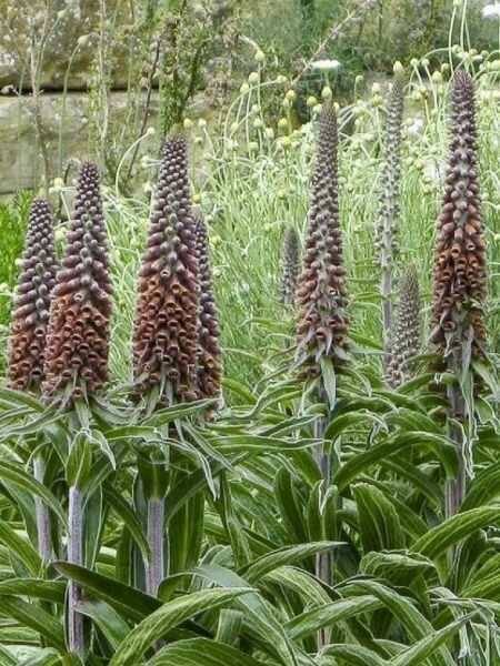 Digitalis parviflora Milk Chocolate- uzpirkstīte